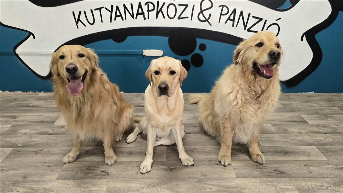 Két golden retriever és egy labrador a falfestés előtt