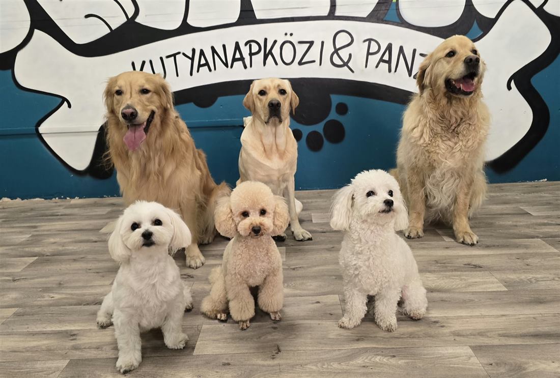 Retrieverek, labrador és három kis kutya csoportképen