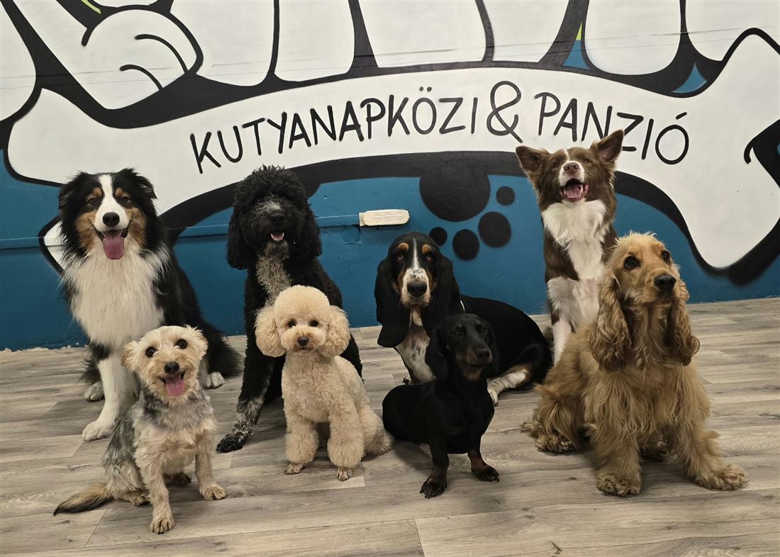 Nyolc kutya csoportképe a falfestés előtt
