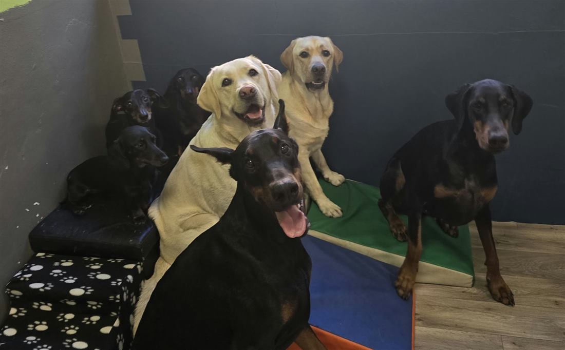 Dobermannok, labradorok és tacskók csoportképe