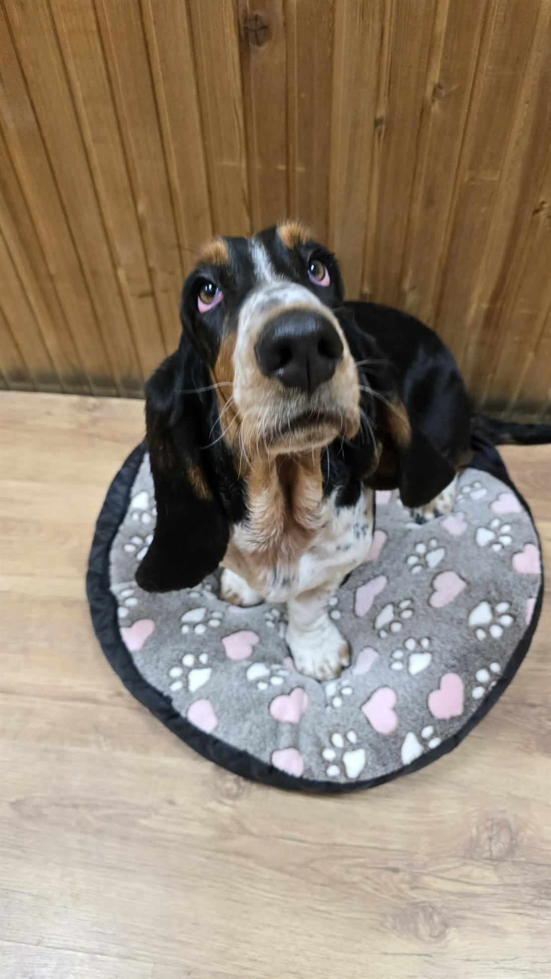 Basset a párnán